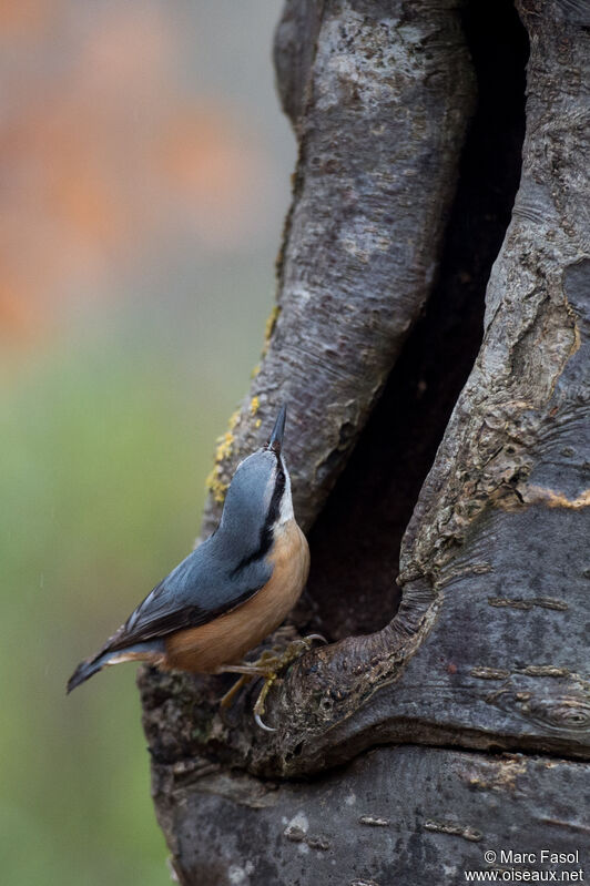 Eurasian Nuthatch