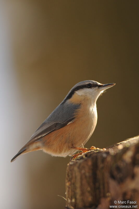 Eurasian Nuthatchadult post breeding, identification