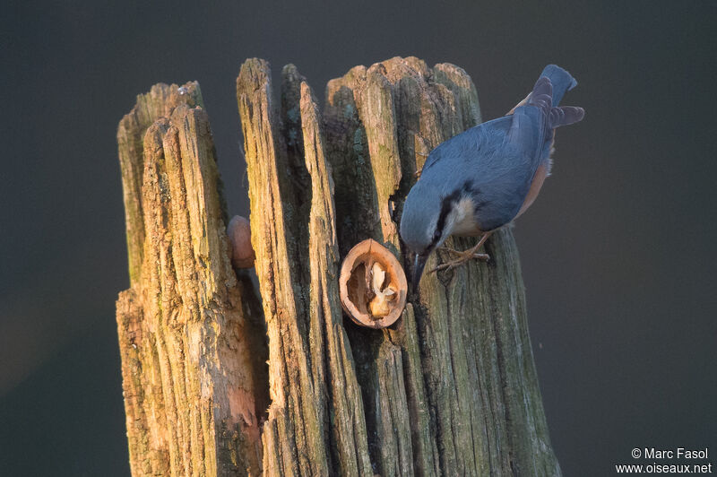 Eurasian Nuthatchadult, identification, feeding habits, eats