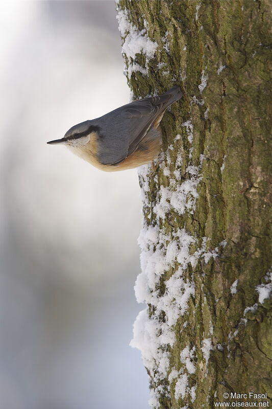 Sittelle torchepotadulte, identification, Comportement