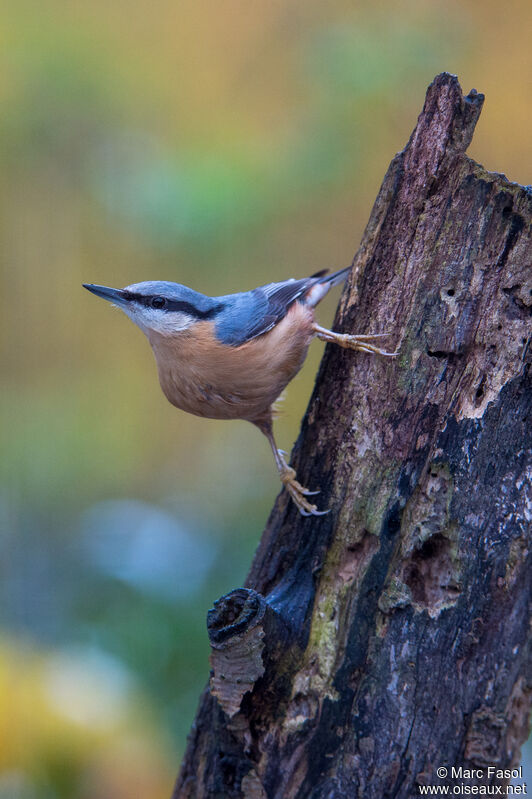 Eurasian Nuthatchadult, identification