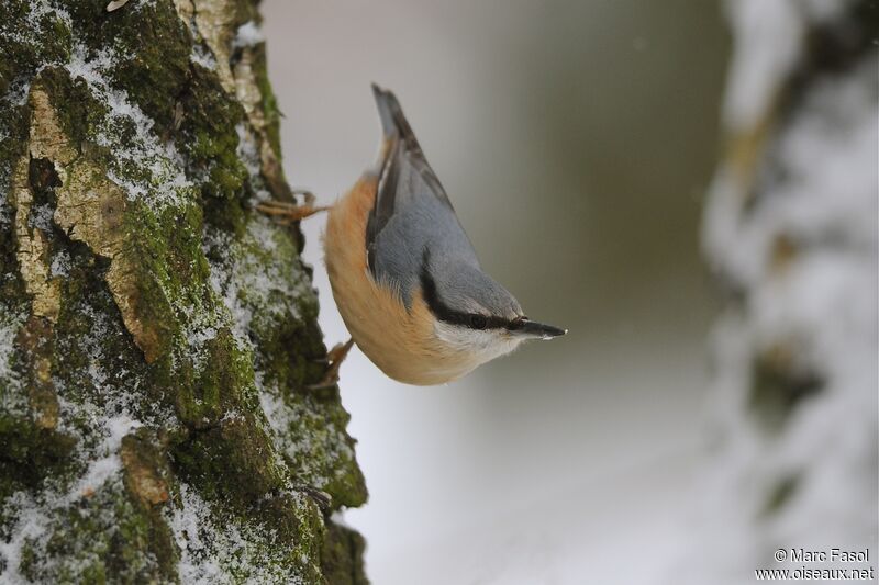 Eurasian Nuthatchadult post breeding, Behaviour