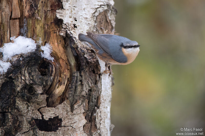 Eurasian Nuthatchadult, identification