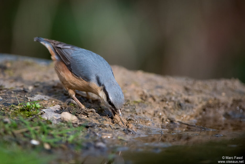 Sittelle torchepotadulte nuptial, Nidification
