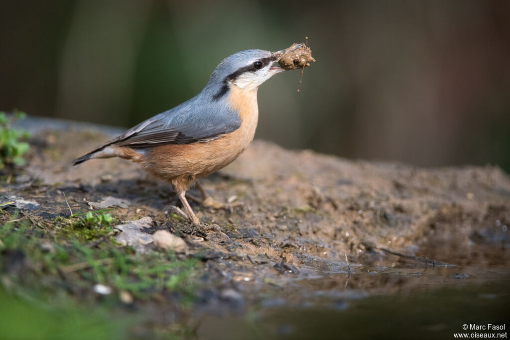 Sittelle torchepotadulte nuptial, identification, Nidification
