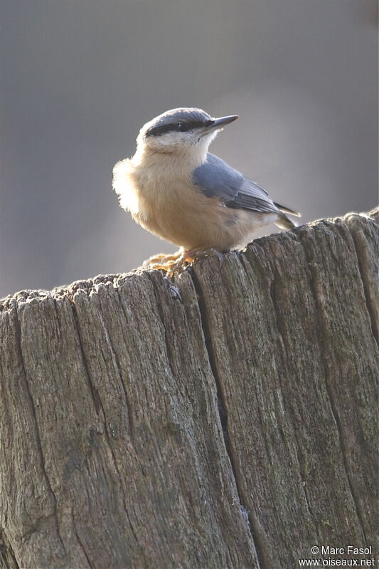 Eurasian Nuthatchadult post breeding, identification, Behaviour