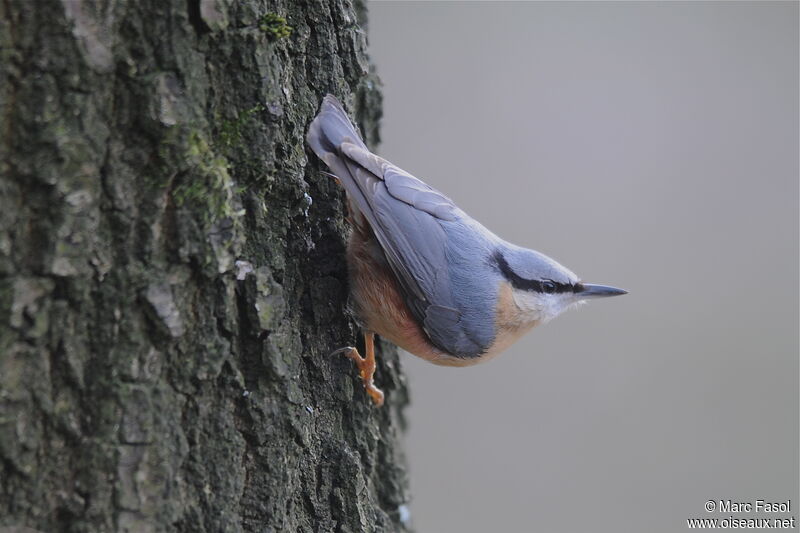 Sittelle torchepotadulte, identification, Comportement