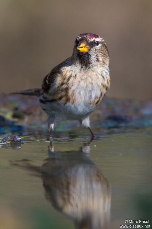 Lesser Redpolladult, identification, drinks