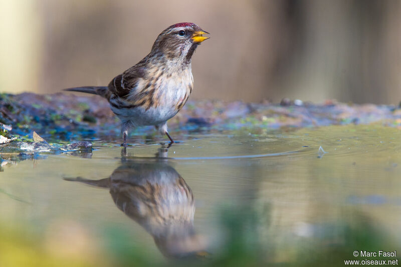 Lesser Redpolladult, identification