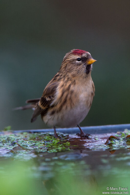 Lesser Redpoll female adult, identification, drinks