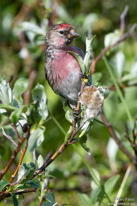 Common Redpoll male adult breeding, identification