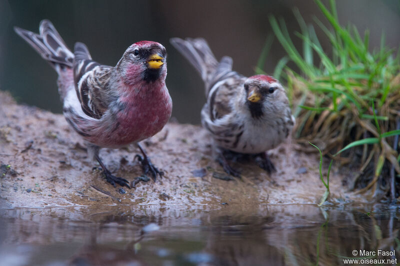 Common Redpolladult breeding, drinks