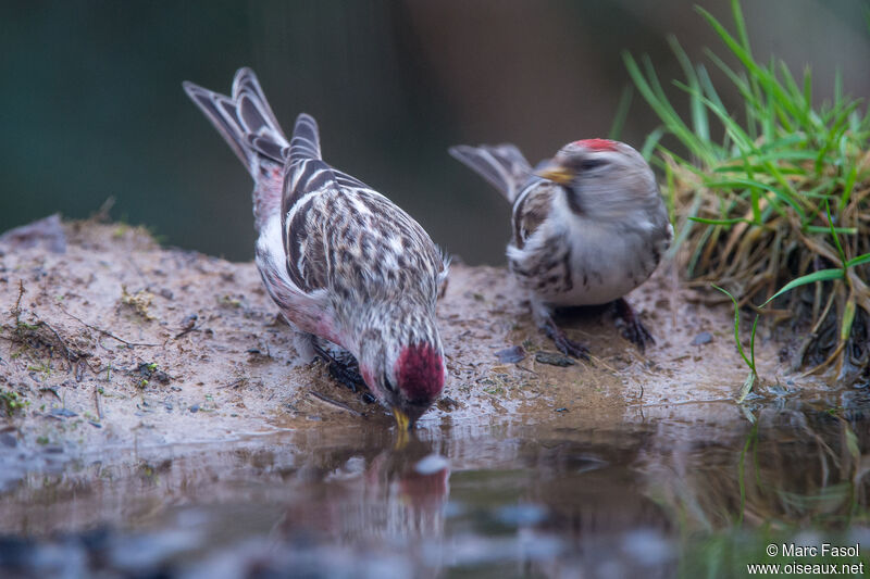 Common Redpolladult breeding, drinks