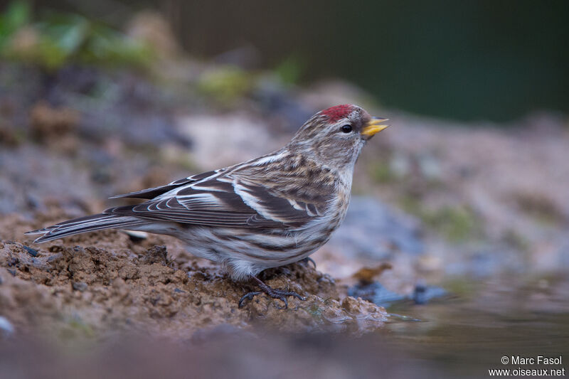 Redpoll female adult, identification, drinks