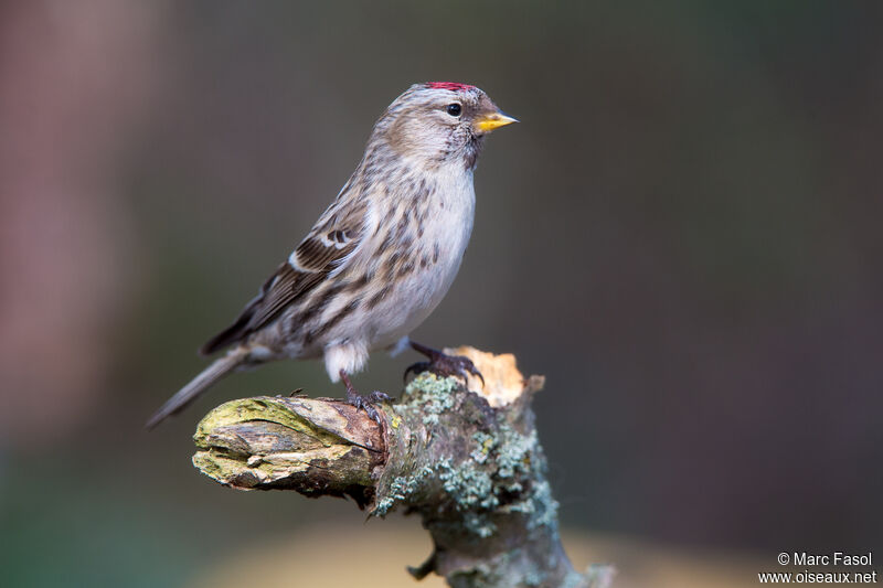 Common Redpoll female adult post breeding, identification