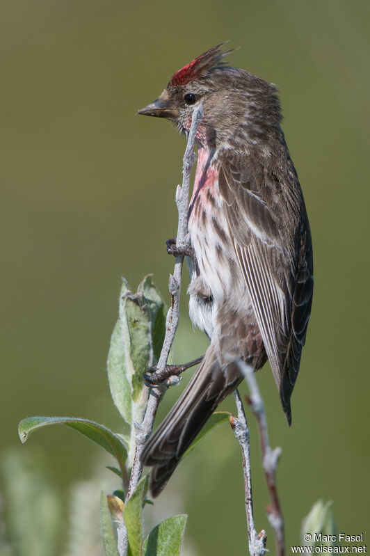 Common Redpoll male adult breeding, identification