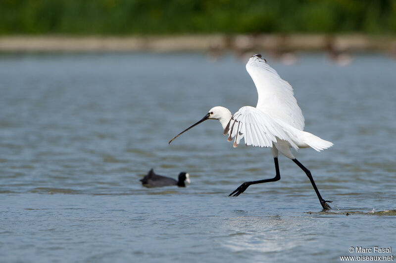 Eurasian Spoonbilljuvenile, Flight