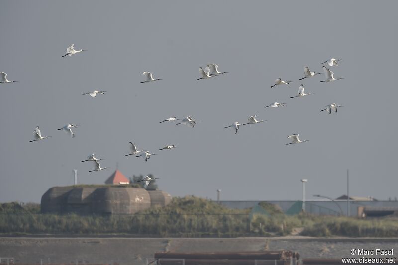 Eurasian Spoonbill, Flight