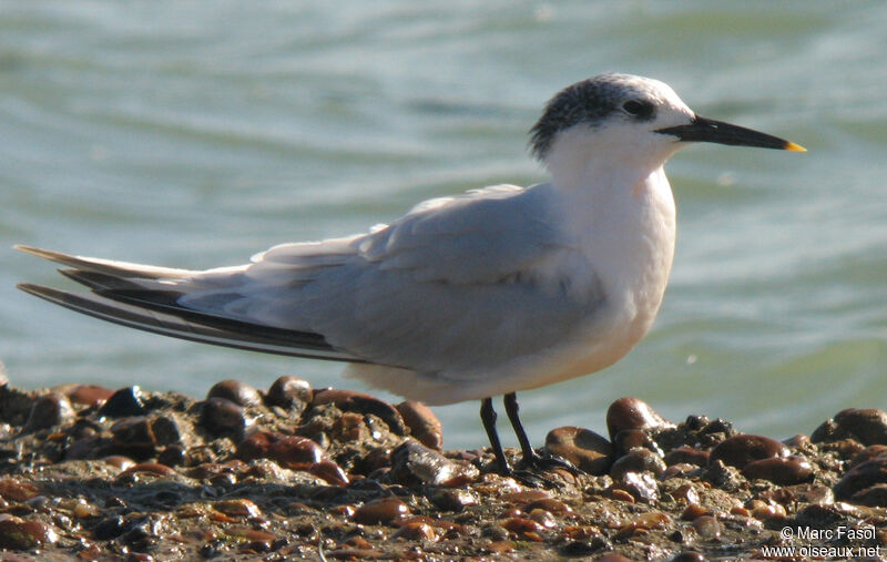 Sandwich Ternadult post breeding, identification