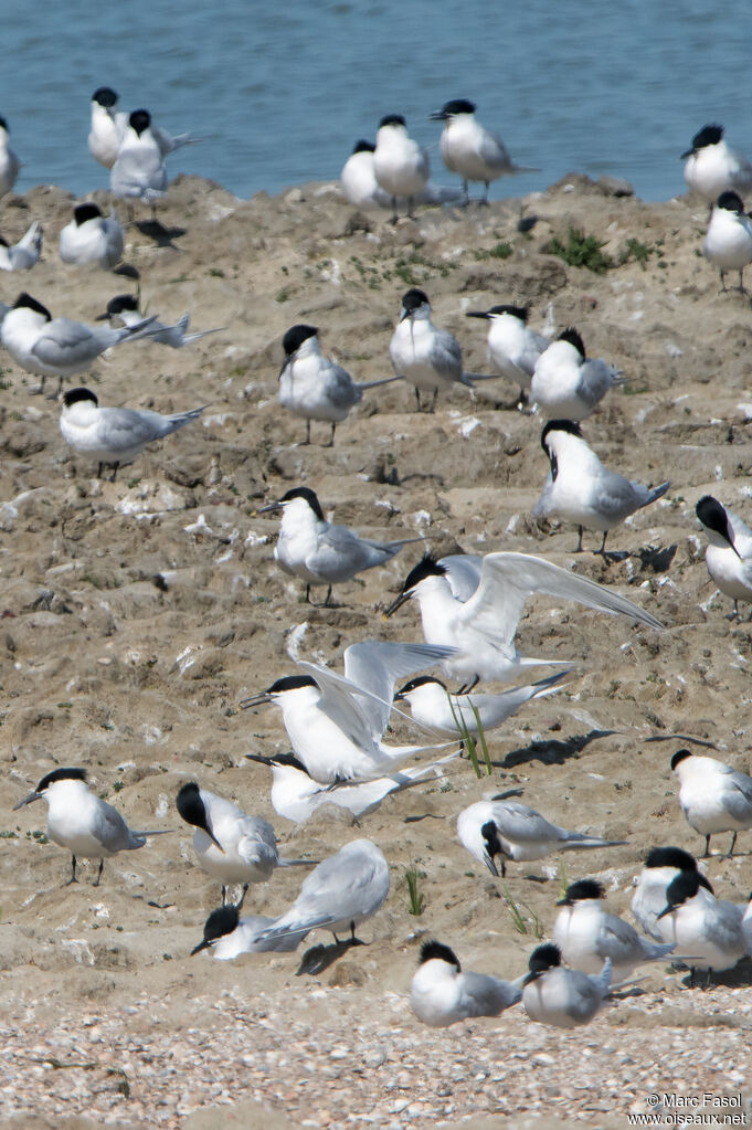 Sandwich Tern, mating., Reproduction-nesting