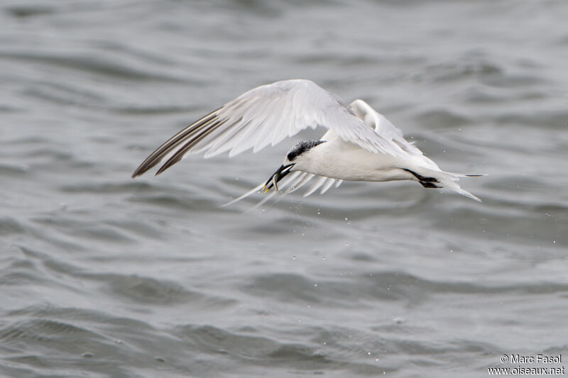 Sandwich Ternadult post breeding, feeding habits, fishing/hunting