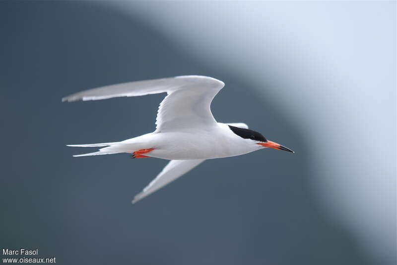 Roseate Ternadult breeding, Flight