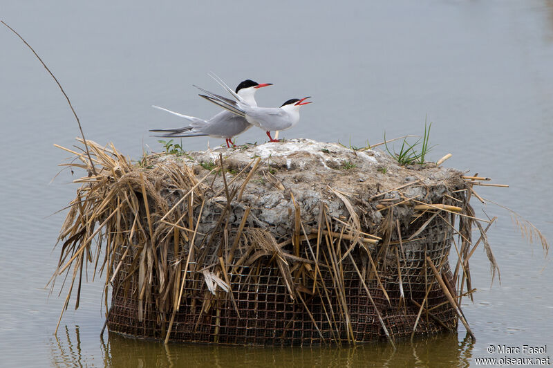 Common Ternadult breeding, Reproduction-nesting