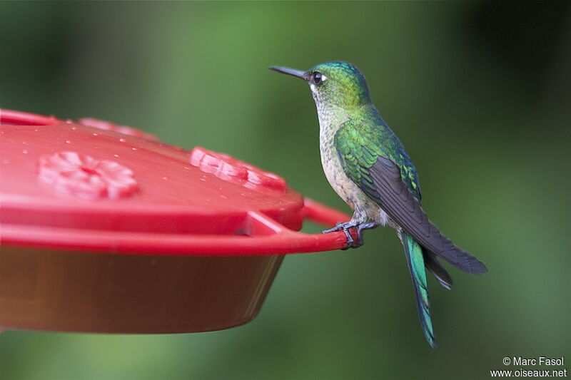 Long-tailed Sylph female adult breeding, identification, feeding habits