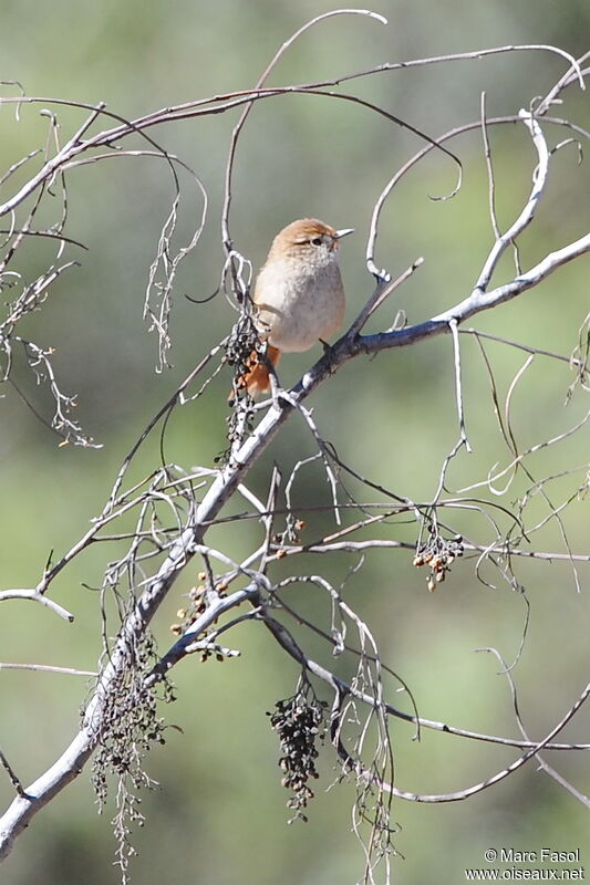 Rusty-fronted Canasteroadult, identification