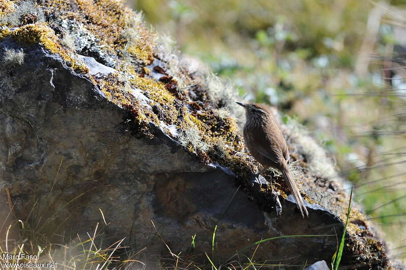 Synallaxe incaadulte, identification