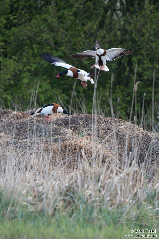 Common Shelduck, Flight, courting display