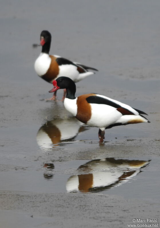 Common Shelduckadult breeding, eats