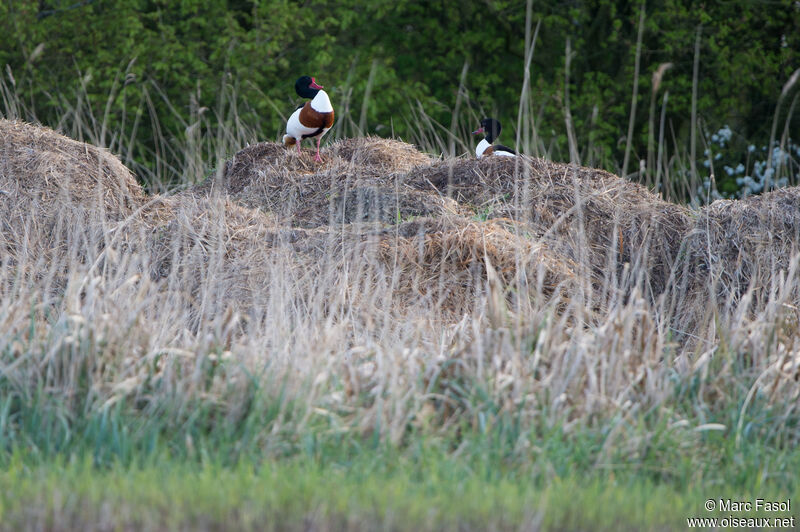 Common Shelduckadult breeding, courting display