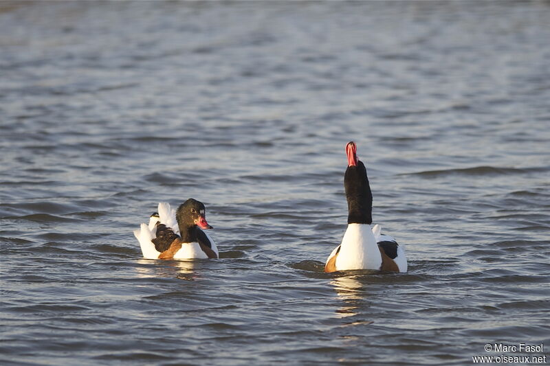 Common Shelduckadult breeding, courting display, Behaviour