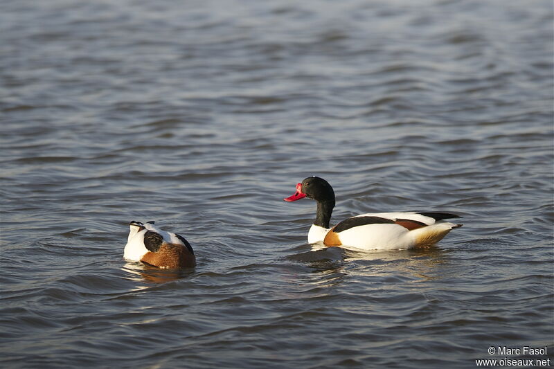 Common Shelduck adult breeding, feeding habits