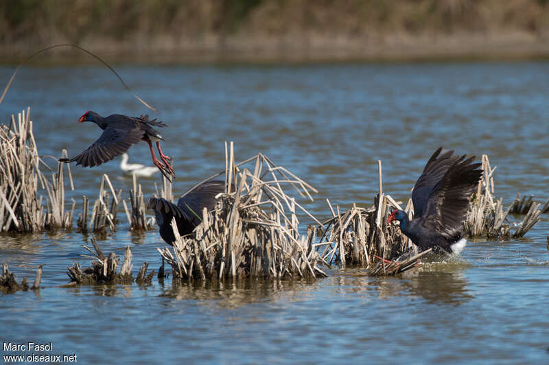 Western Swamphenadult, Flight