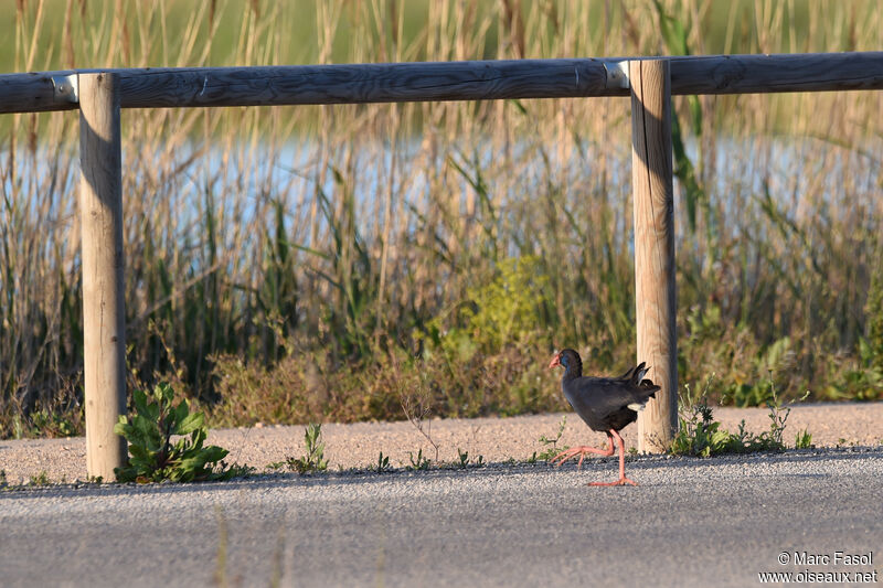 Western Swamphenadult, identification, walking