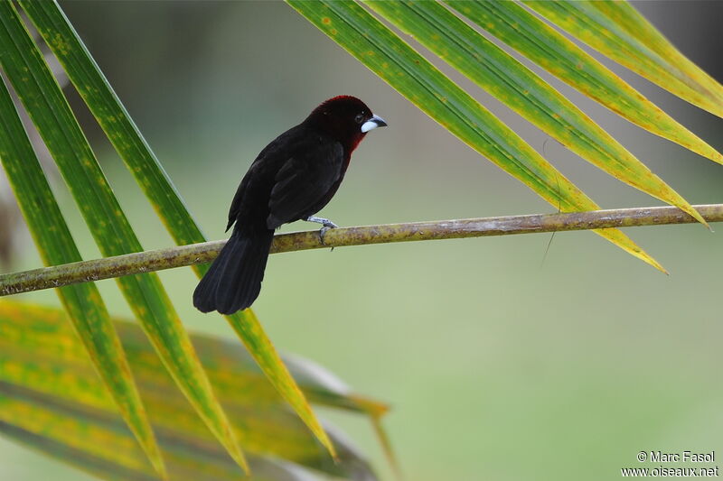 Silver-beaked Tanager male adult, identification