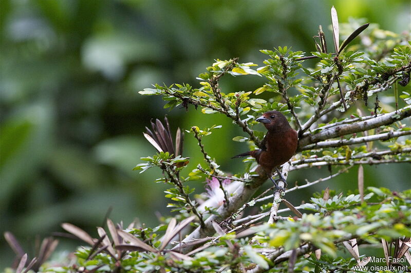 Silver-beaked Tanager female adult, identification