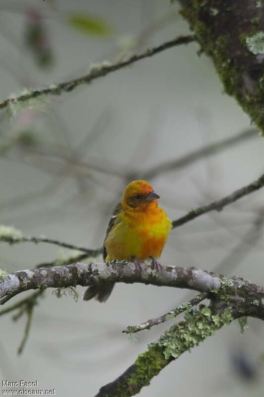 Flame-colored Tanager male immature, identification