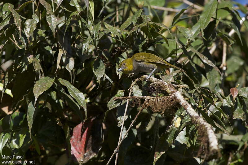 Yellow-throated Chlorospingusadult, habitat, pigmentation