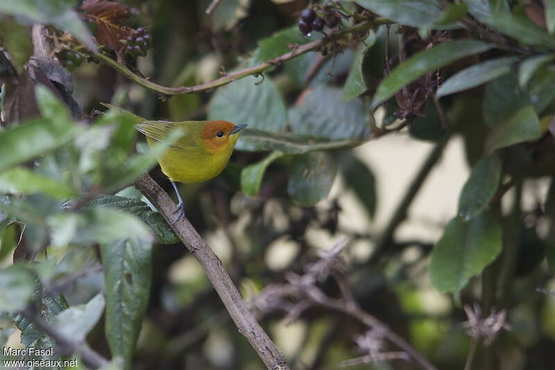 Tangara à ventre jaune mâle adulte nuptial, identification