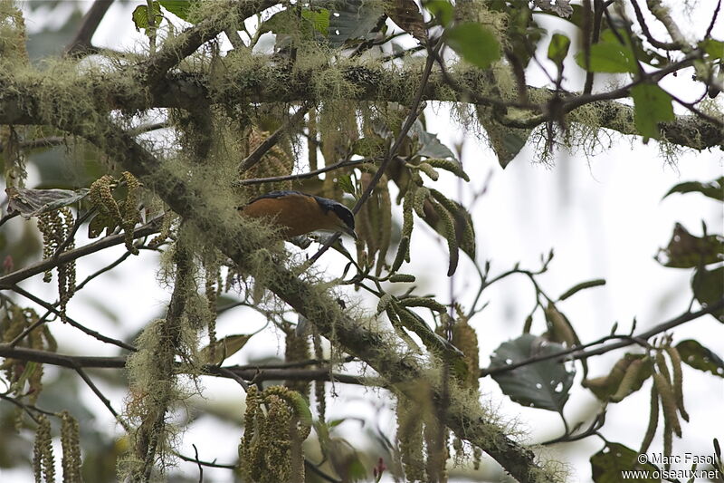 Tangara à ventre marronadulte, identification