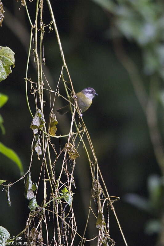 Common Chlorospingus (ophthalmicus)adult breeding, habitat, pigmentation