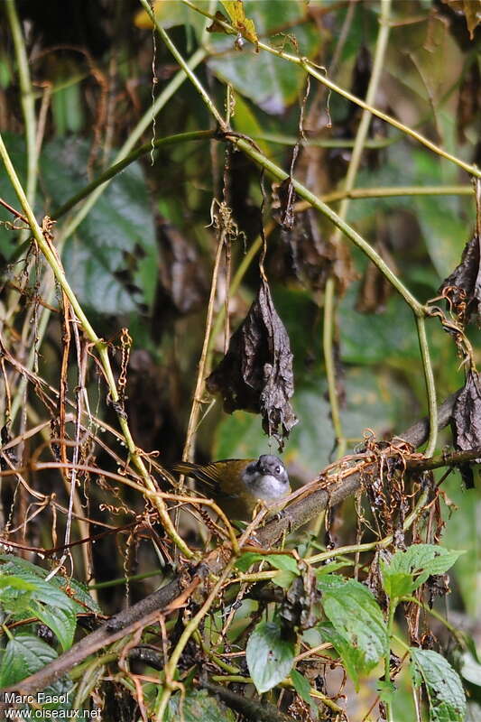 Tangara des buissonsadulte, habitat