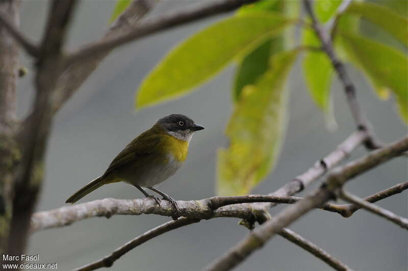 Tangara des buissonsadulte, identification