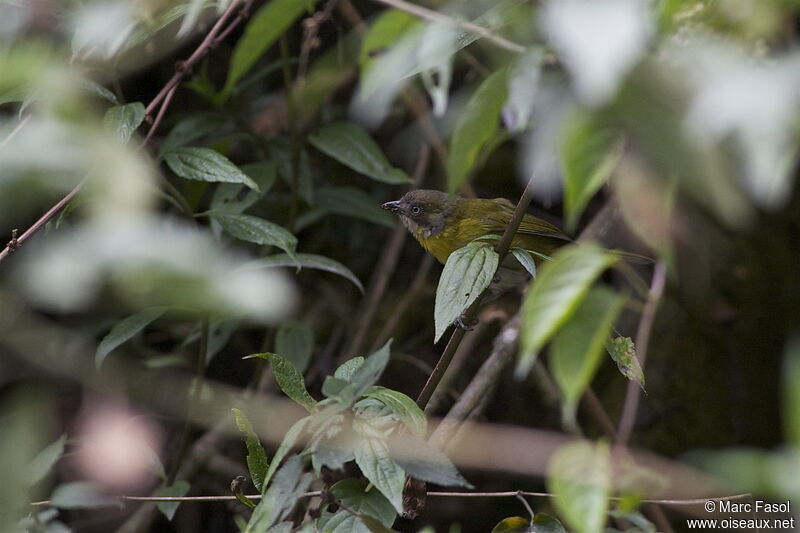 Tangara des buissonsadulte, identification, régime, Comportement