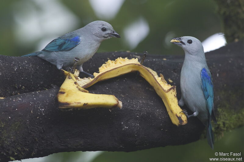 Tangara évêqueadulte, identification