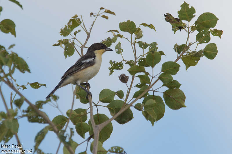 White-rumped Tanager male adult, identification