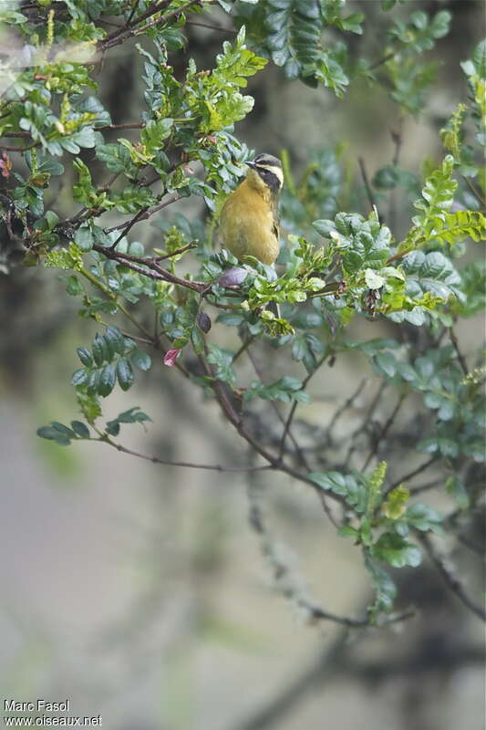 Tangara trifasciéadulte, identification, Comportement